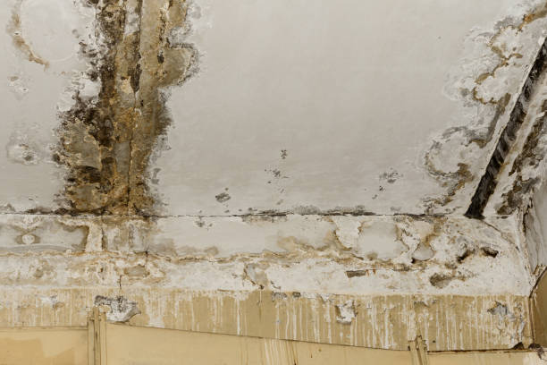 Best Post-Remediation Verification Testing  in Brownsville, OR