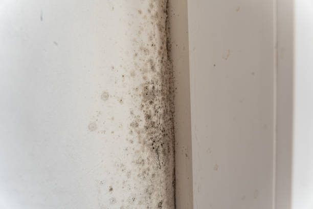 Best Attic Mold Removal  in Brownsville, OR