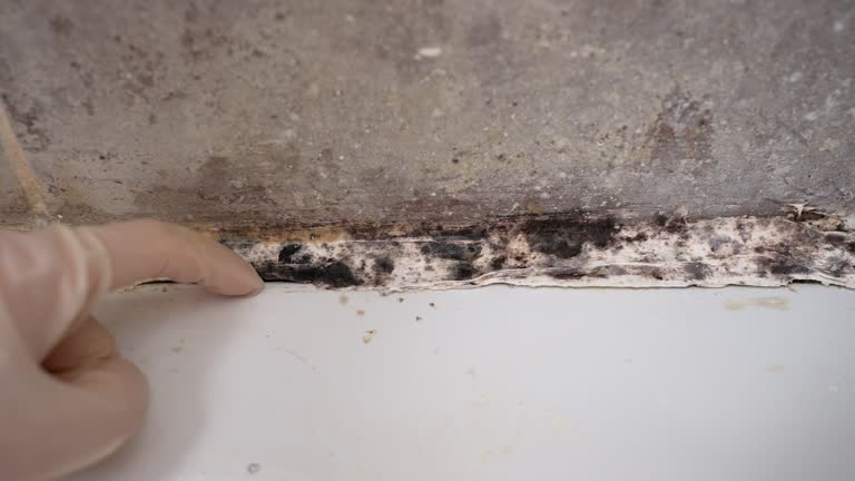 Best Mold Removal for HVAC Installations  in Brownsville, OR